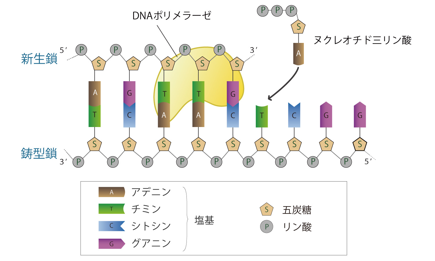 DNAポリメラーゼ