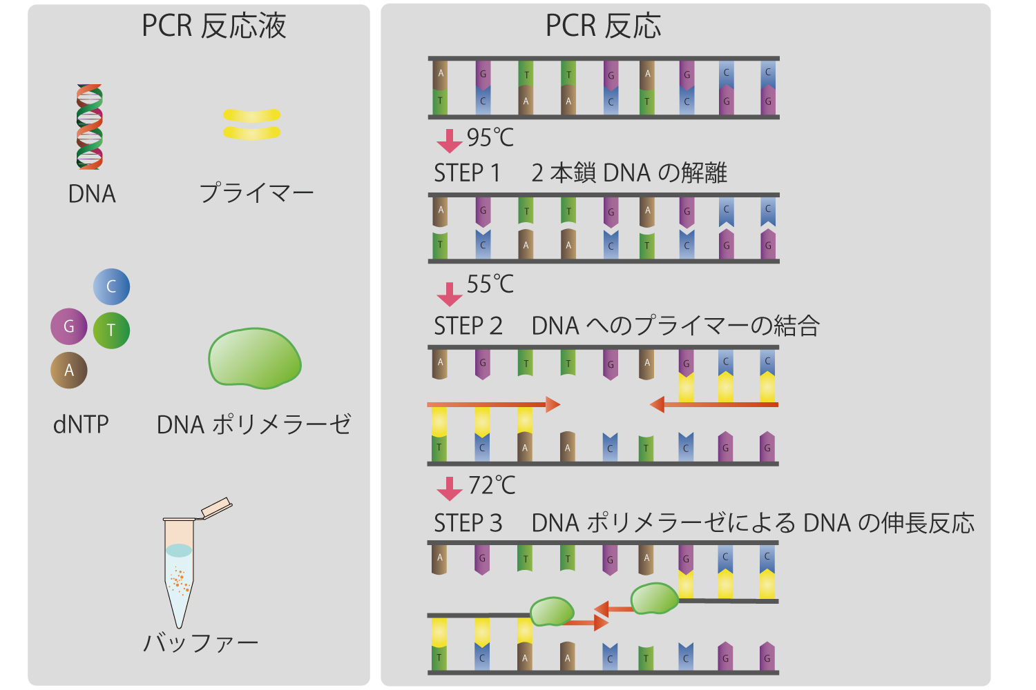 ポリメラーゼ連鎖反応のステップ