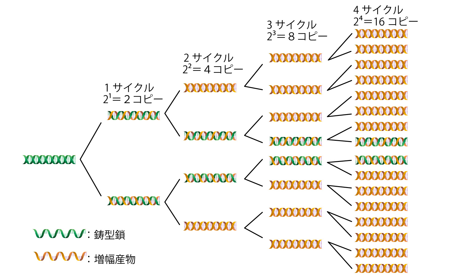 ポリメラーゼ連鎖反応