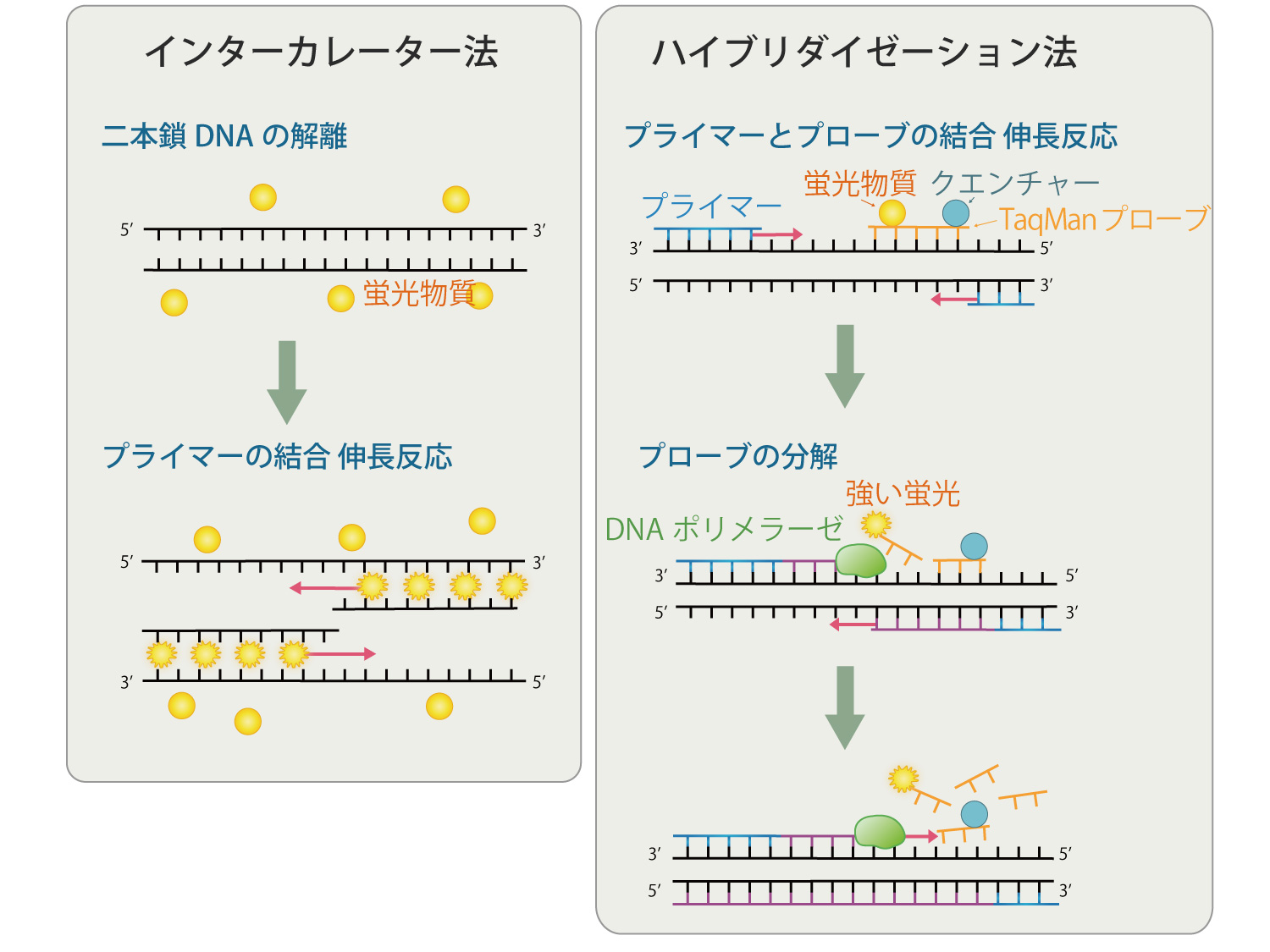 リアルタイムPCR