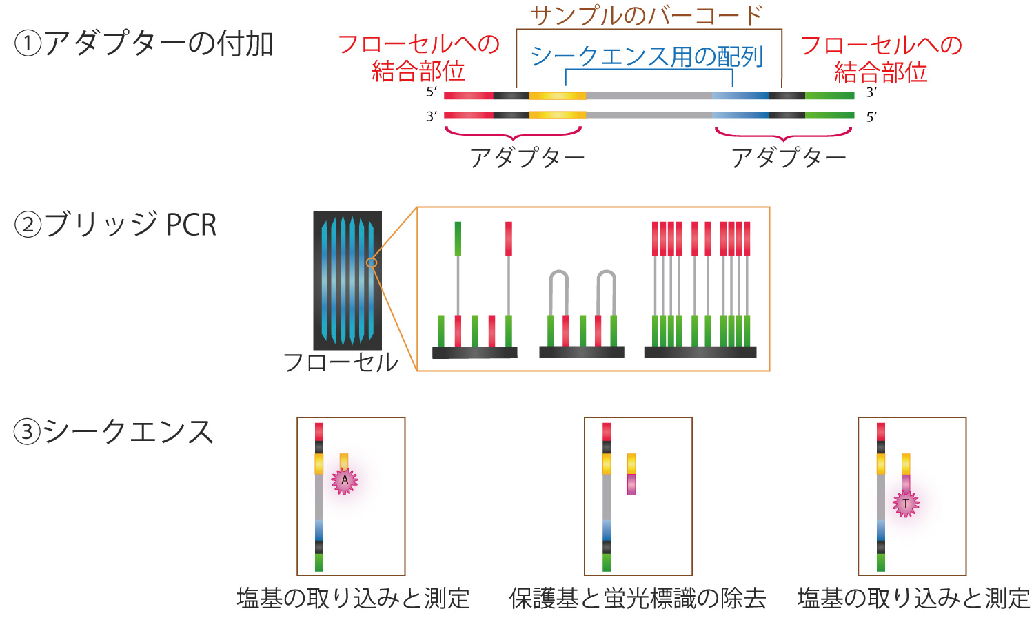 Sequencing By Synthesis system