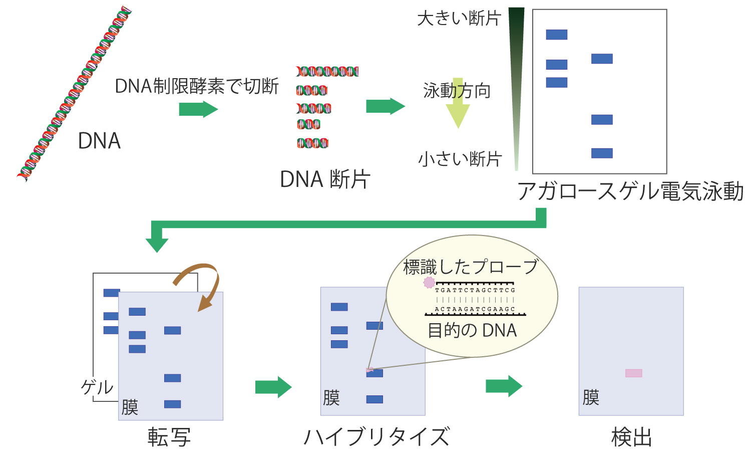 サザンブロッティング