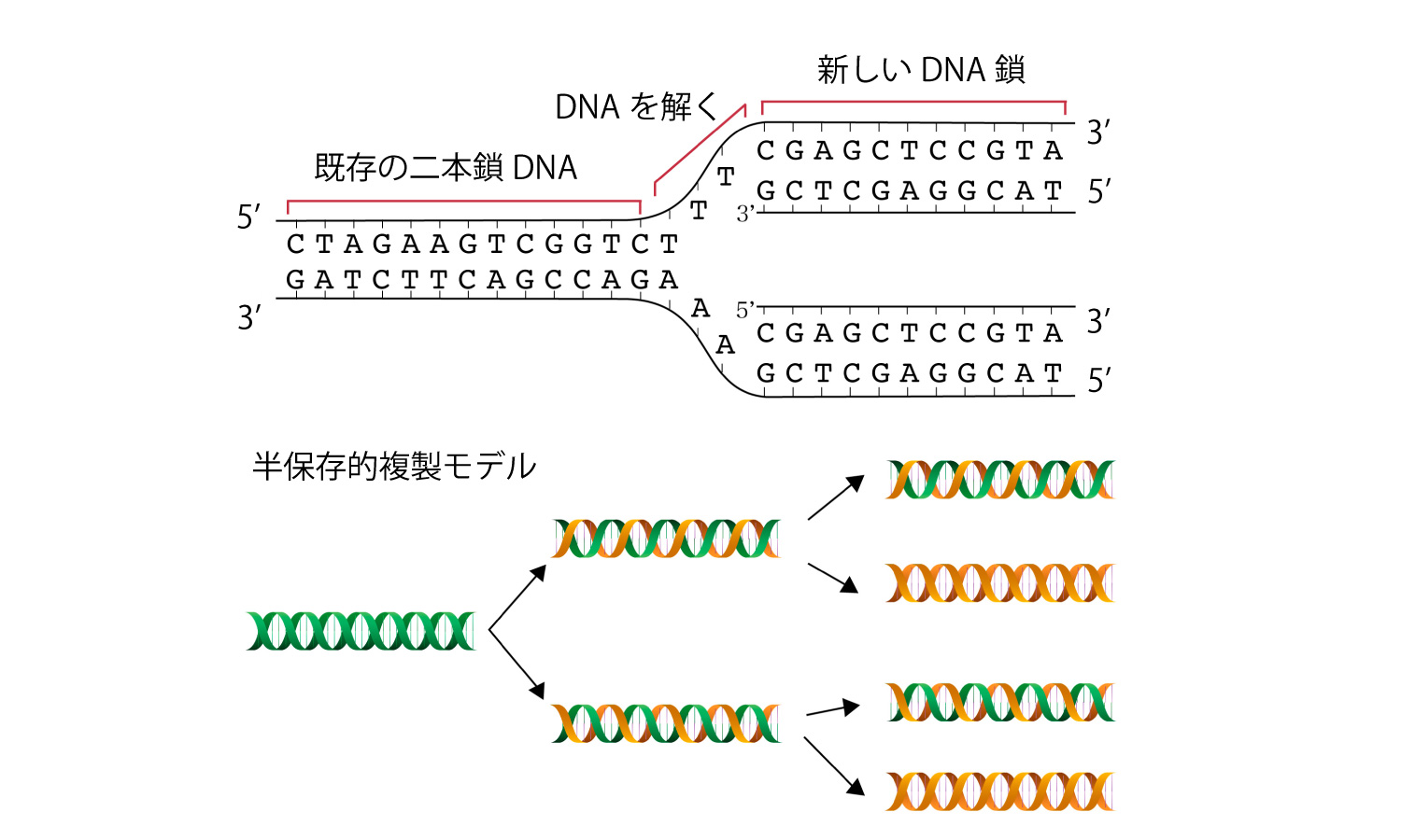 DNA複製