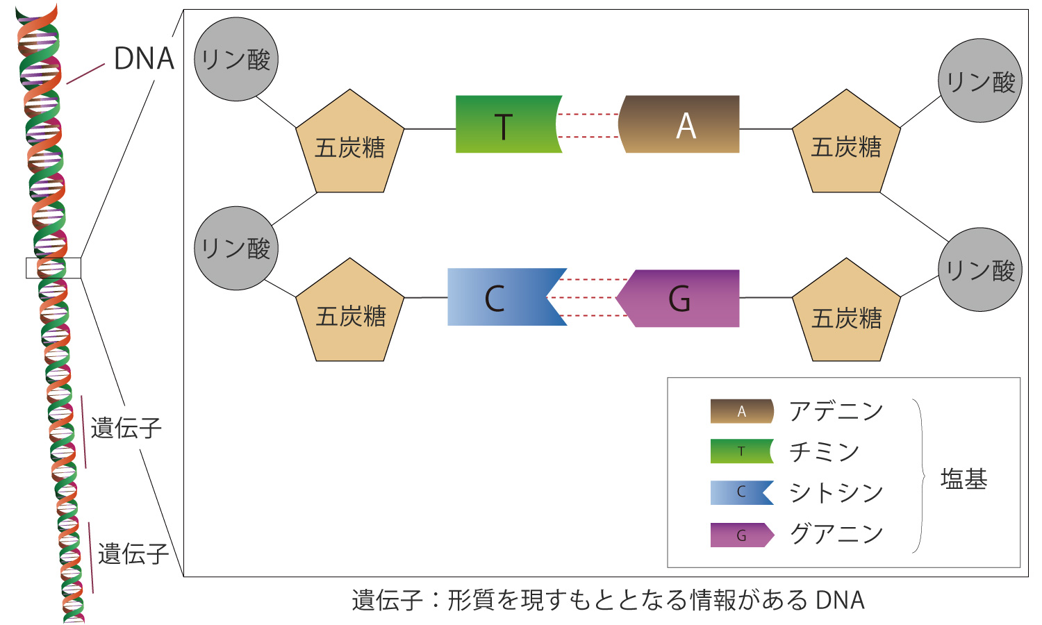 DNAの構成