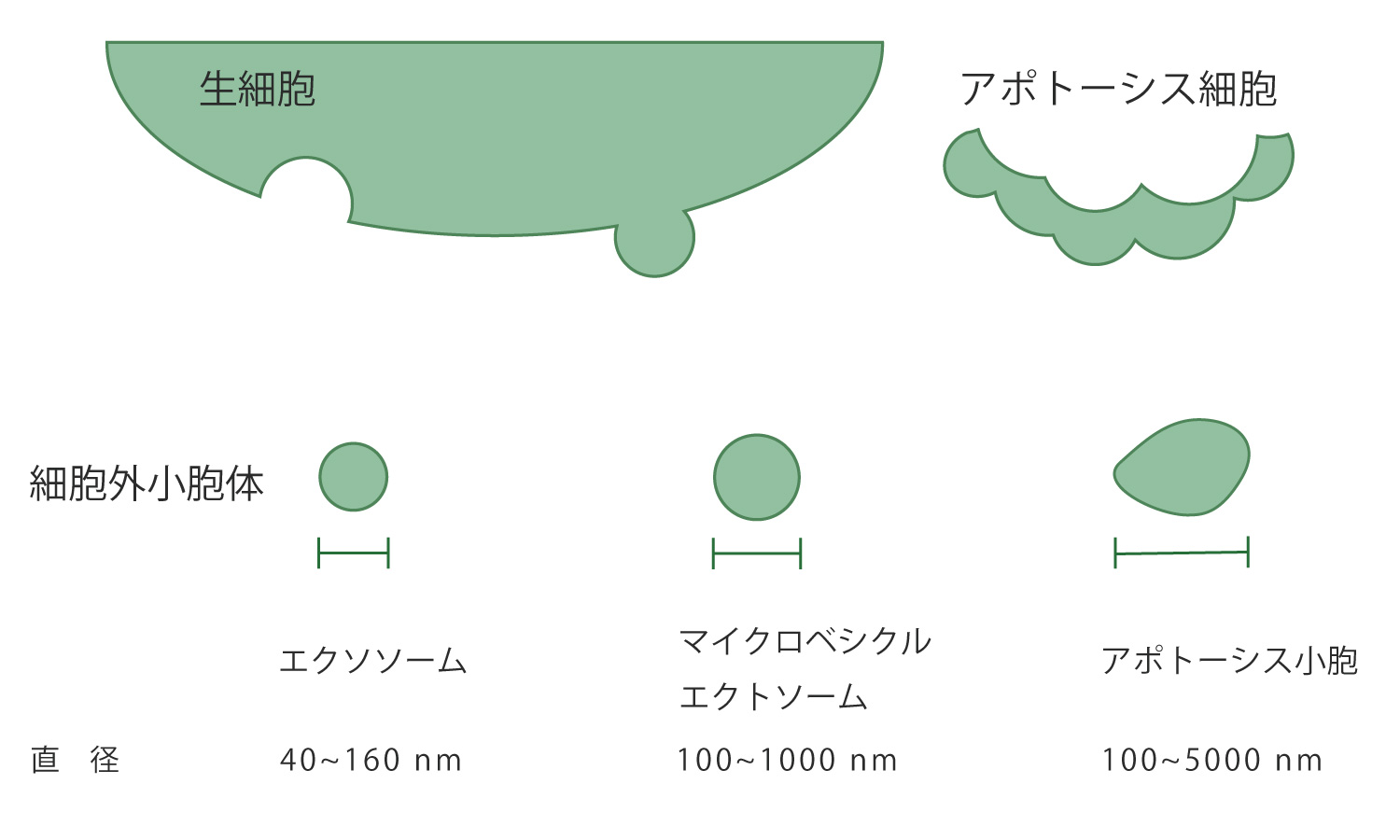 エクソソームとは