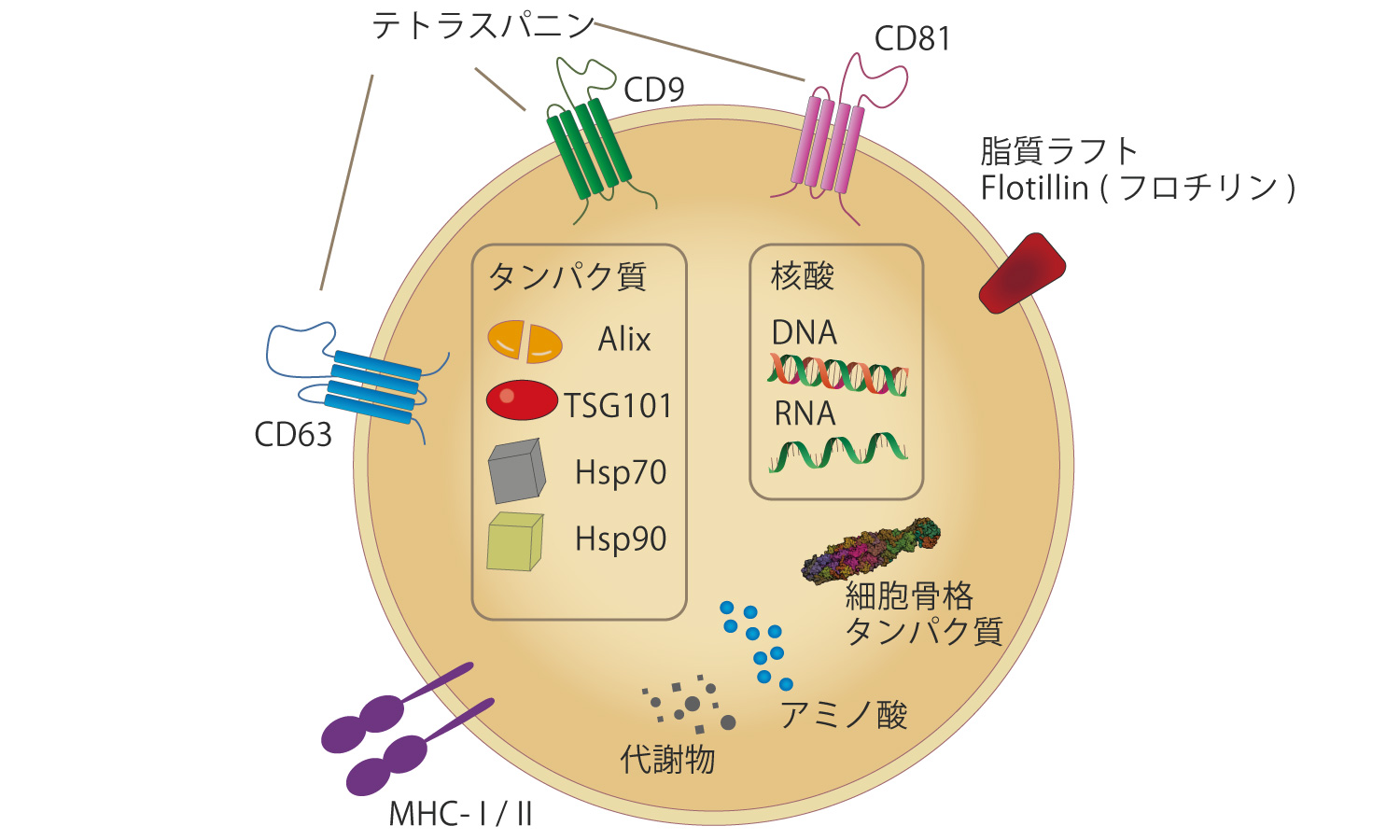 DNAの構成