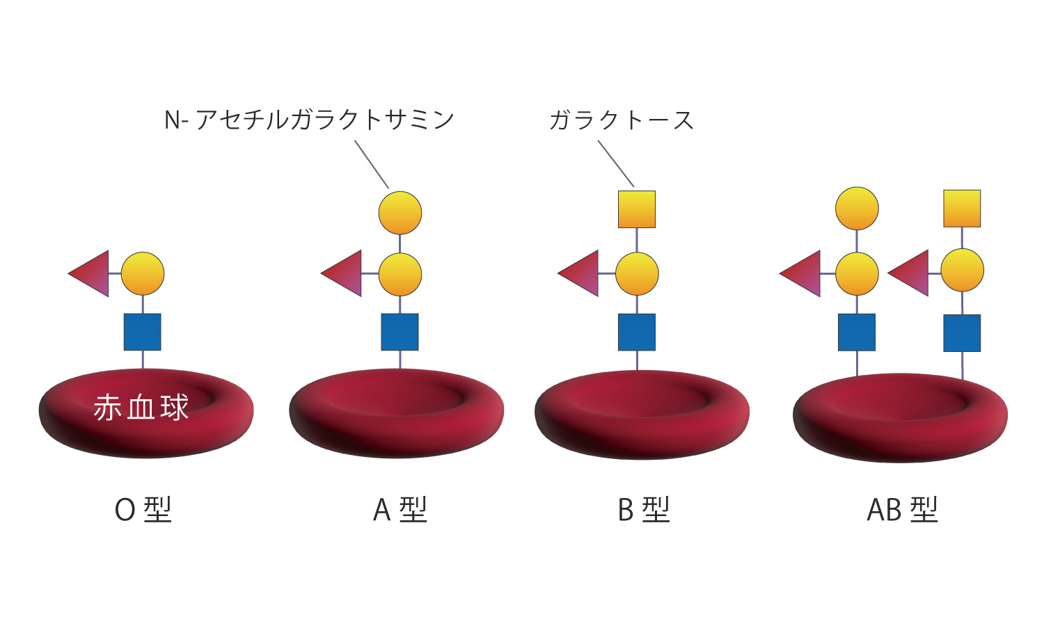 DNAの構成