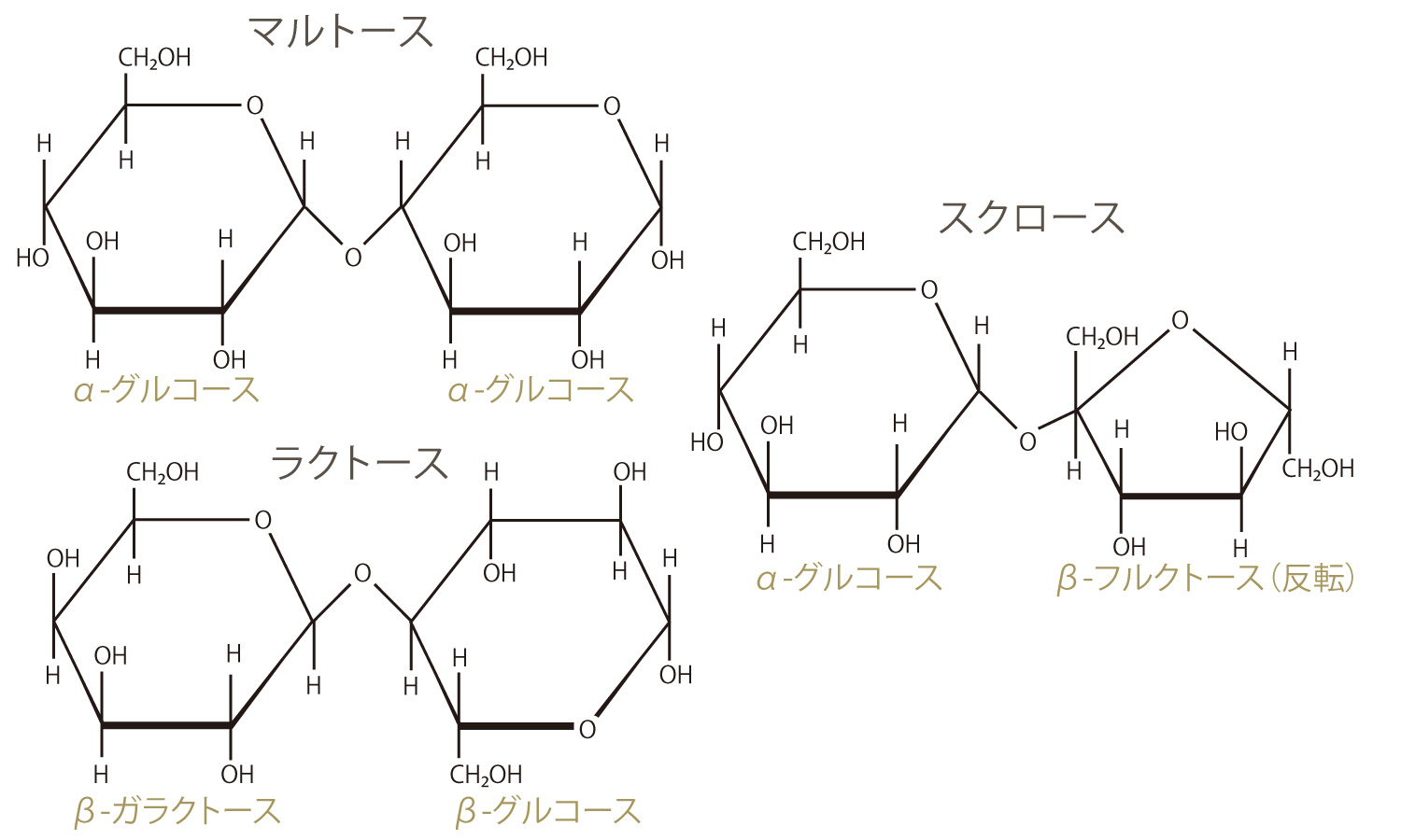 DNAの構成