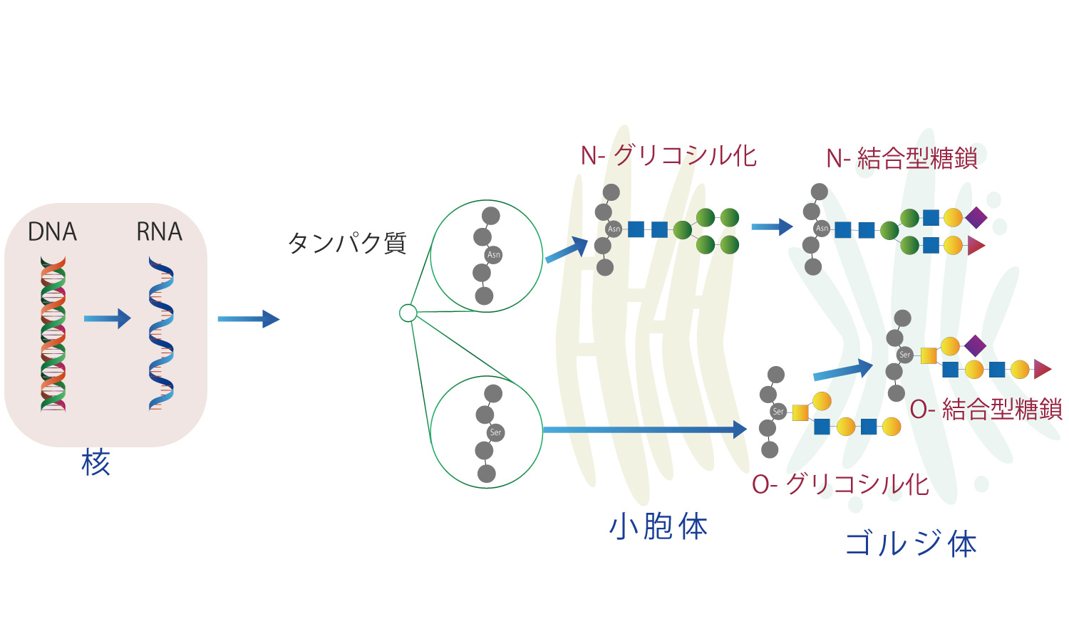 DNAの構成