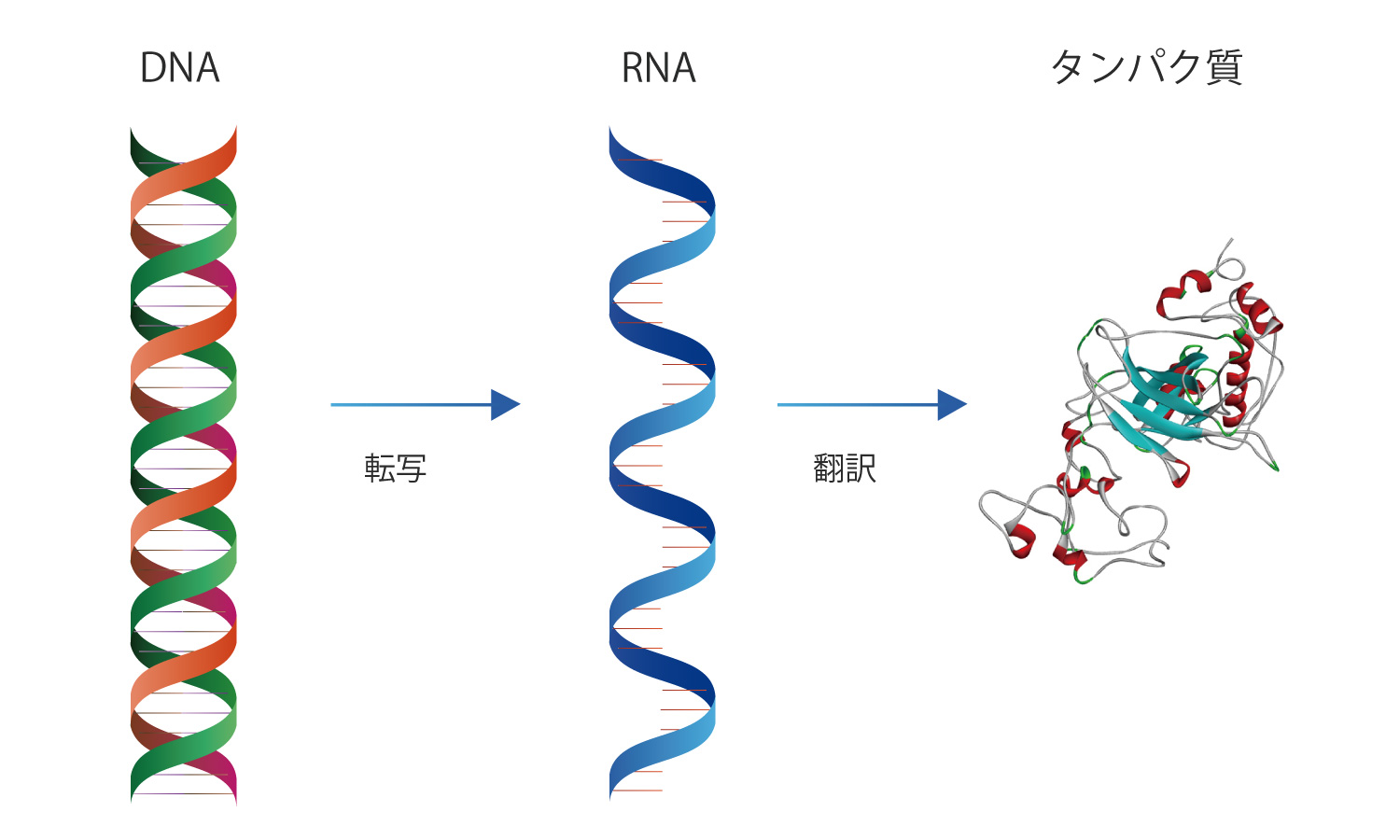 DNAの構成