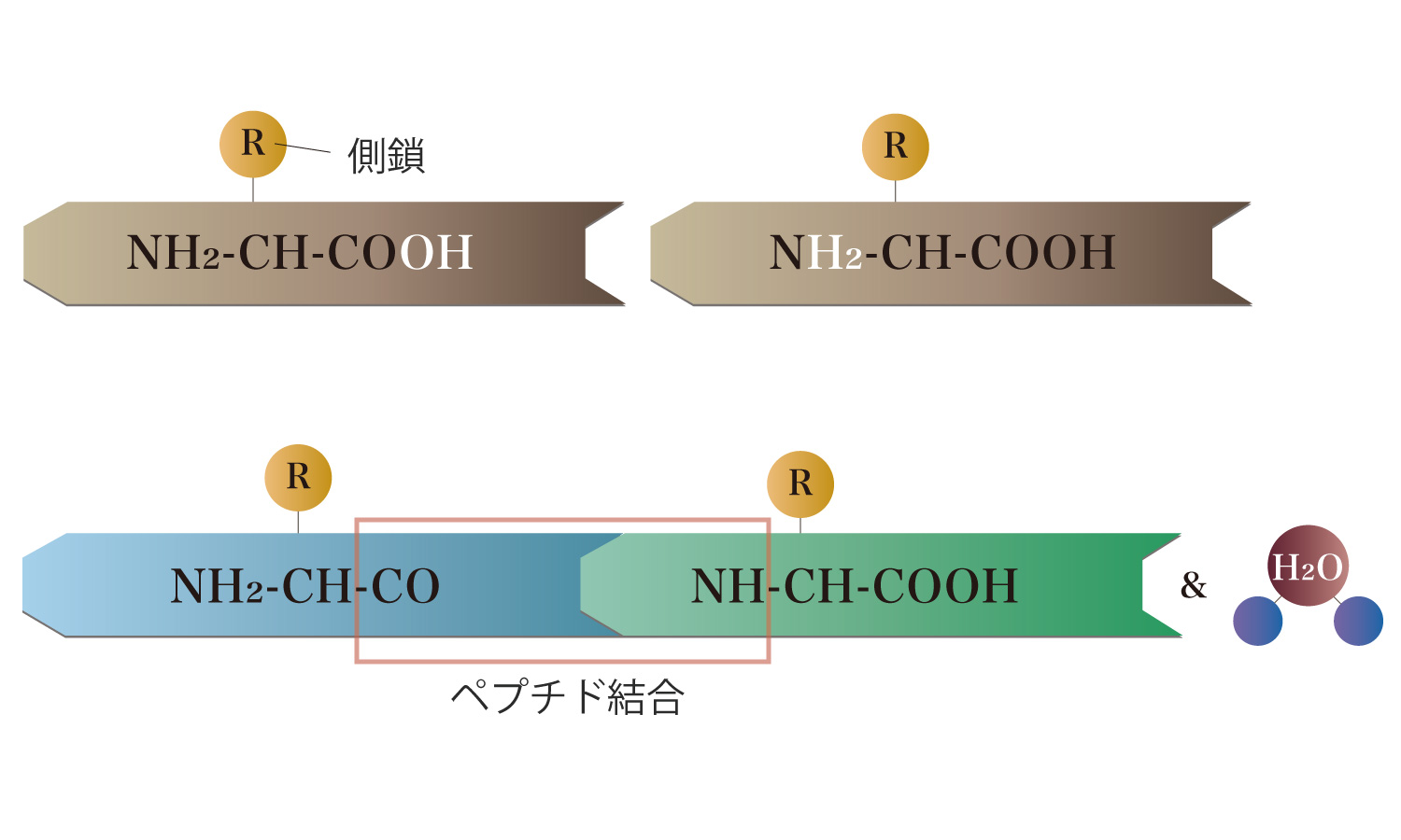 DNAの構成