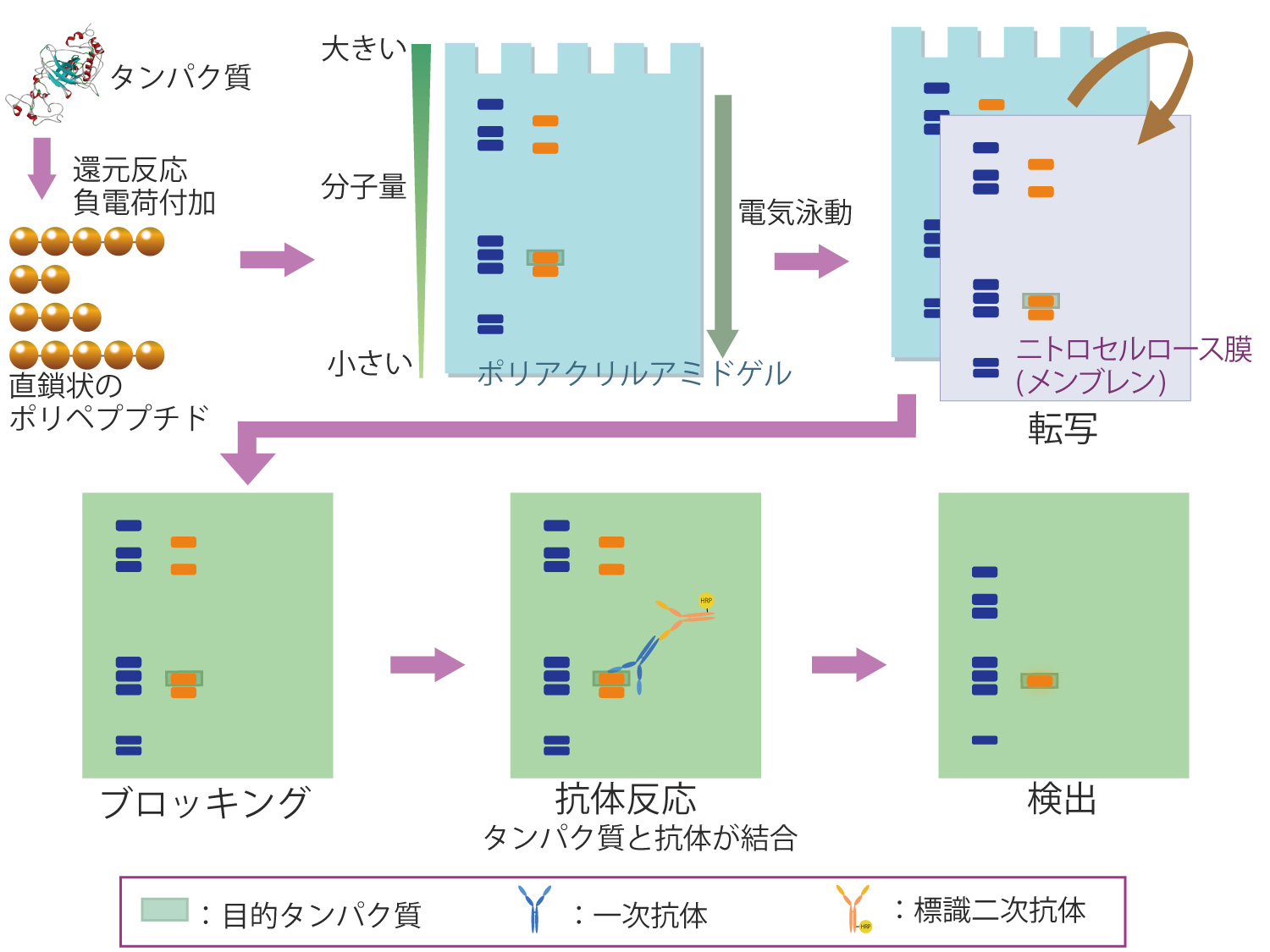 DNAの構成