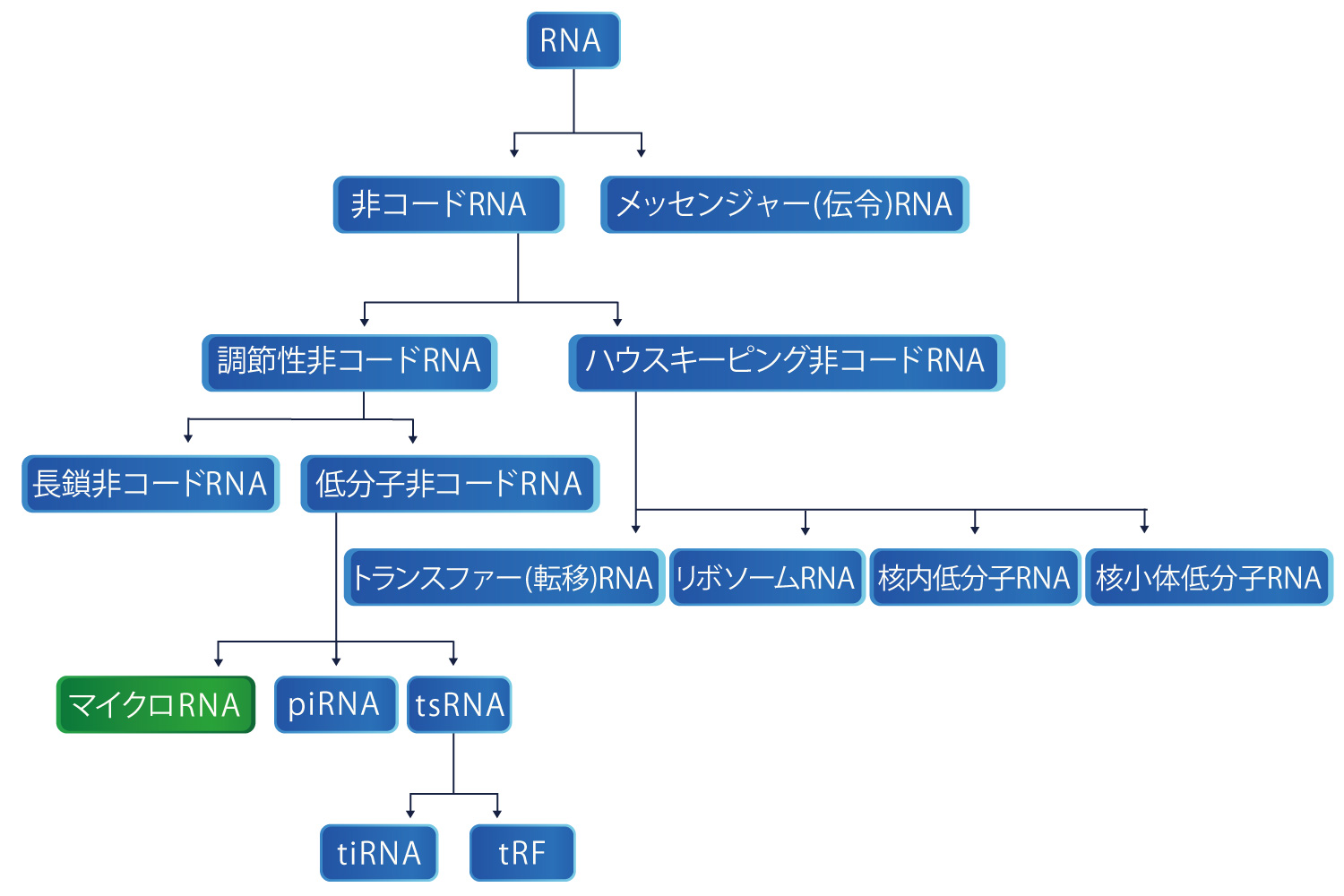 RNAの種類